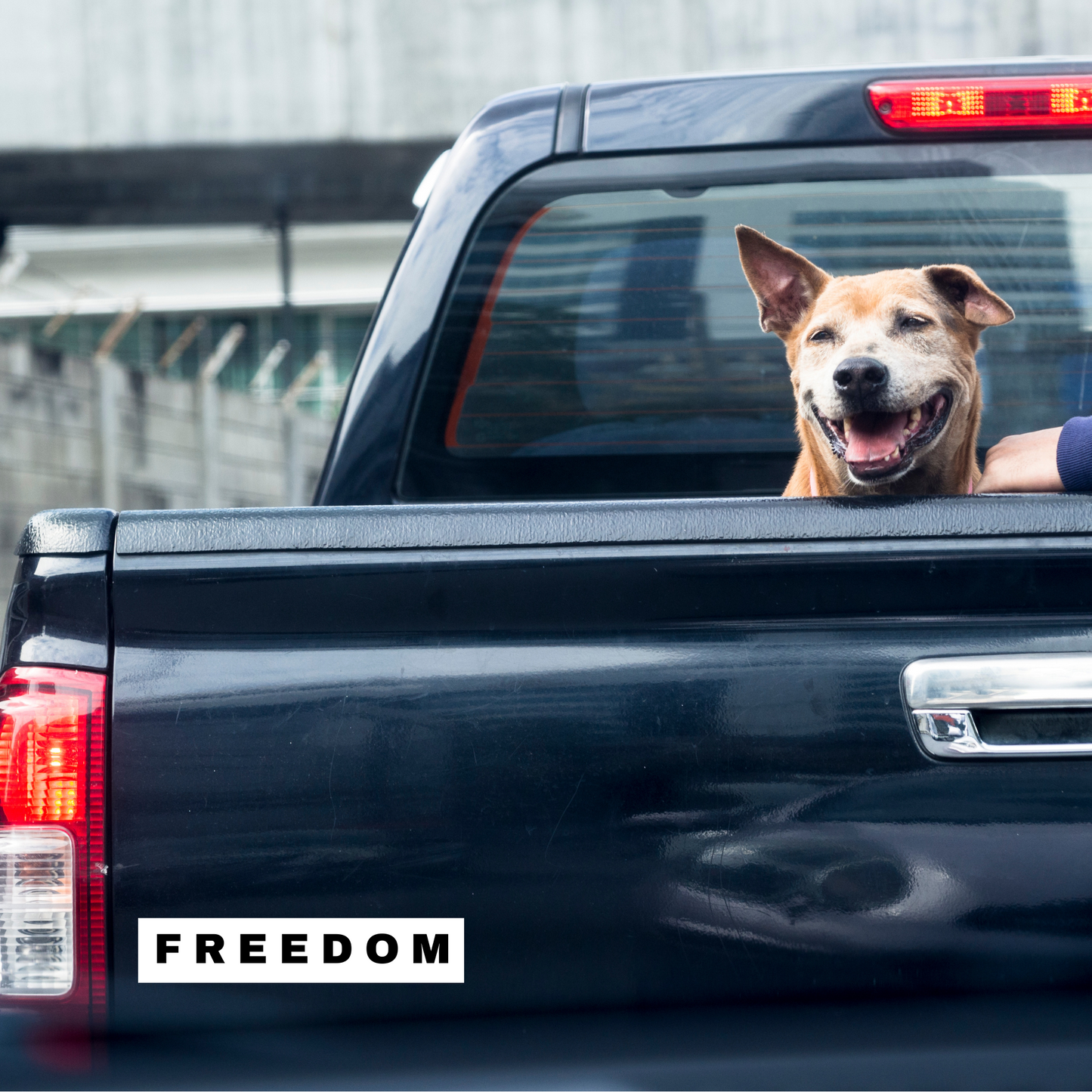 FREEDOM Bumper Sticker – Car Sticker, Water Bottle Sticker, Laptop Conversative Sticker